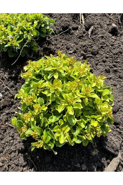 Барбарис Тунберга грін Сапфір.